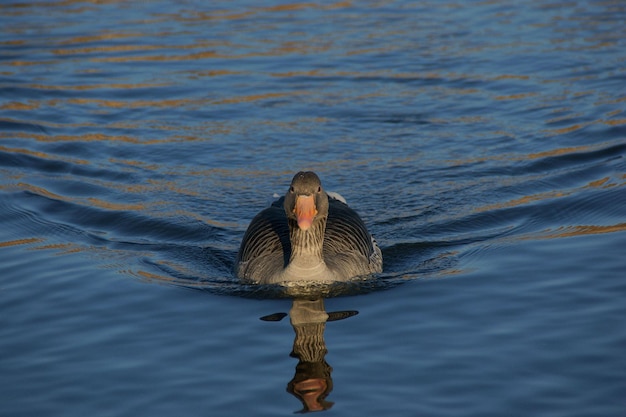 Foto el pájaro ganso nadando en el lago