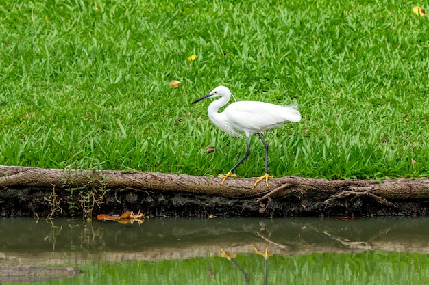 Pájaro Garceta Blanca caminando en el parque