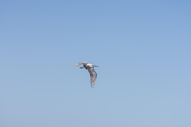 Pájaro de garza voladora en el cielo azul sin nubes en el mar