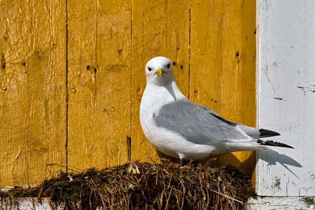 Pájaro gaviota de cerca