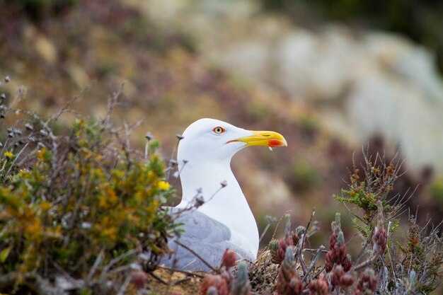 Pájaro de gaviota en la naturaleza