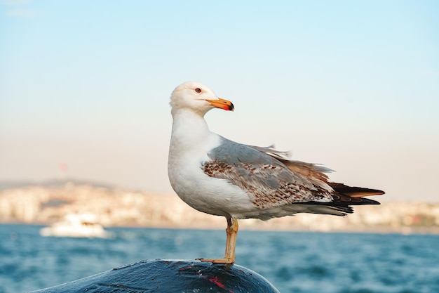 Pájaro de gaviota parado en la roca de la costa en Estambul