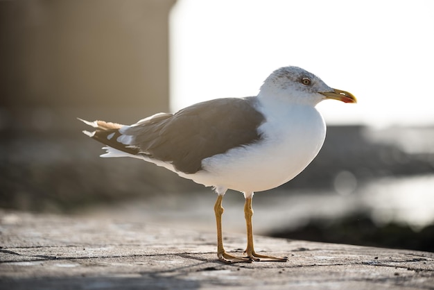 pájaro gaviota en el suelo