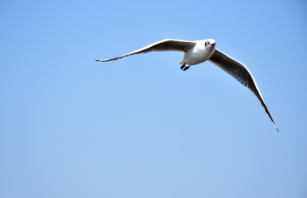 Pájaro gaviota volando con fondo de cielo azul