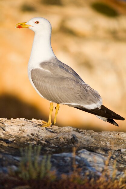 Pájaro gaviota