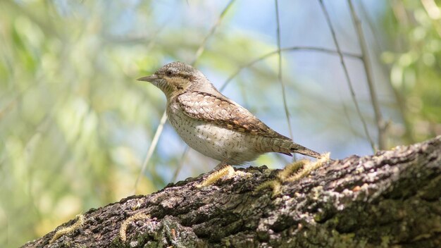 pájaro giratorio sentado en una rama de árbol en primavera