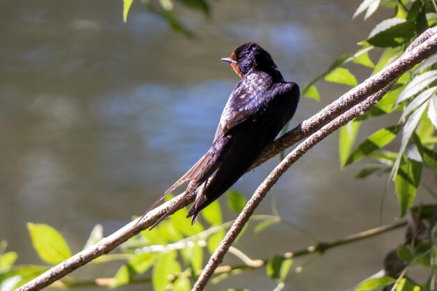 Un pájaro golondrina aislado hirundo rustica posado en la rama de un árbol al lado del río con la espalda vuelta y mirando a la cámara