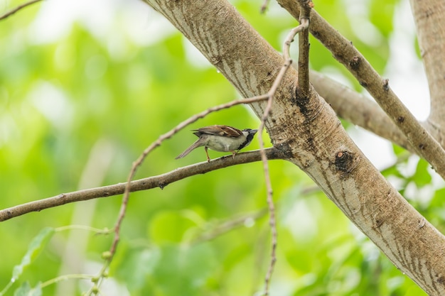 Pájaro (Gorrión de casa) en el árbol en una naturaleza salvaje