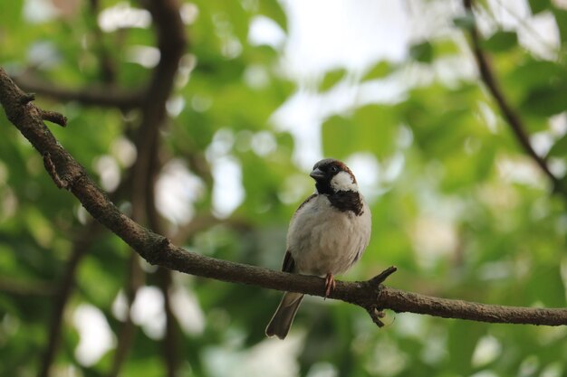 Foto pájaro gorrión en la rama del árbol