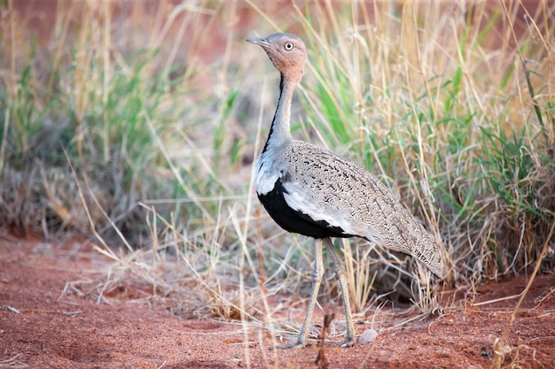 Foto un pájaro gracioso de pie