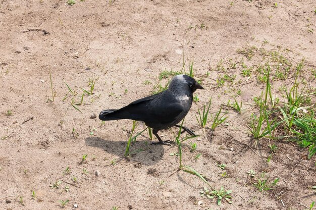 Un pájaro grajilla camina sobre la arena en busca de comida.