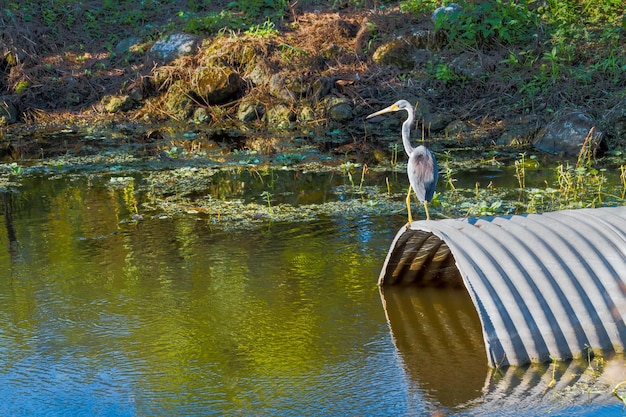 El pájaro Great Blue Heron posado en un conducto para atrapar peces que pasan por el agua en un día soleado