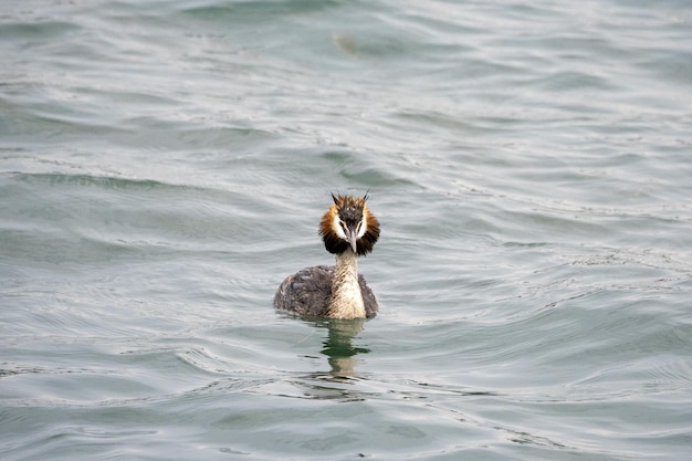 Foto pájaro grebe mientras nada en el lago de garda