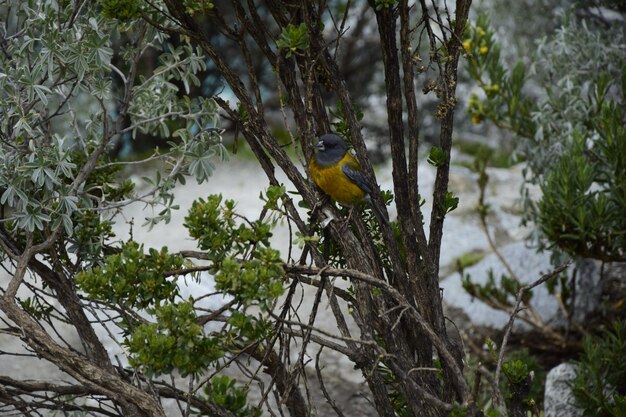 Un pájaro gris amarillo en un árbol camino a la laguna 69 Parque Nacional Huascarán en las Arenas del Perú