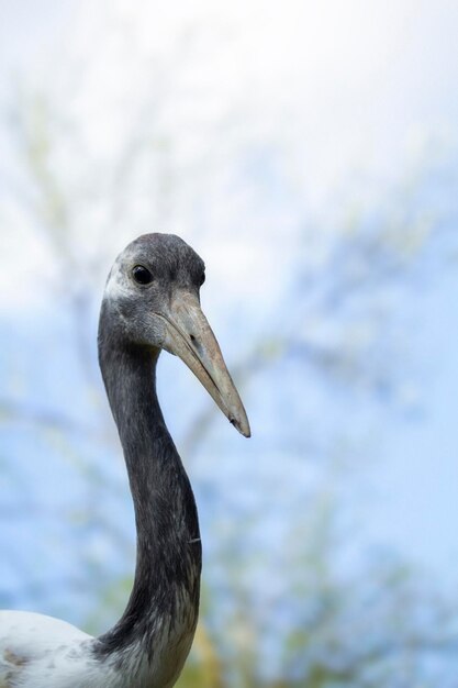 Un pájaro gris con un cielo azul de fondo.