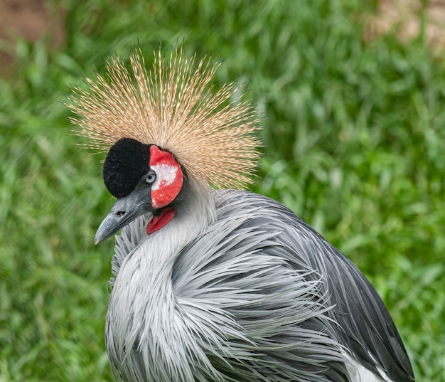 pájaro grulla coronada gris