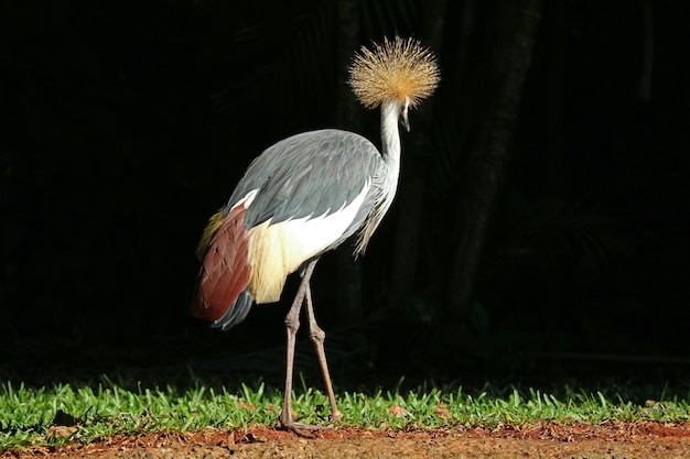 Pájaro de grulla coronado gris que se relaja en la luz del sol, Foz do Iguacu, el Brasil, Suramérica