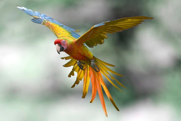 Pájaro guacamayo (ara macao) en vuelo