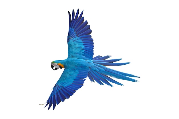 El pájaro guacamayo azul y dorado volador colorido aislado sobre un fondo blanco con camino de recorte