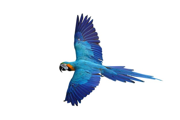 El pájaro guacamayo azul y dorado volador colorido aislado sobre un fondo blanco con camino de recorte