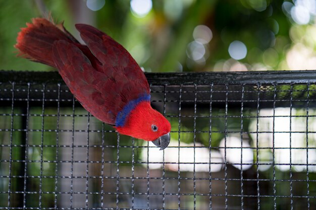 Pájaro guacamayo en la jaula.