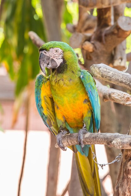 Pájaro guacamayo en la rama