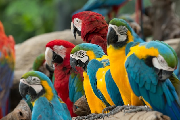 Foto pájaro guacamayo