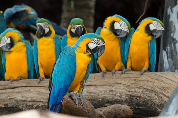 Pájaro guacamayo