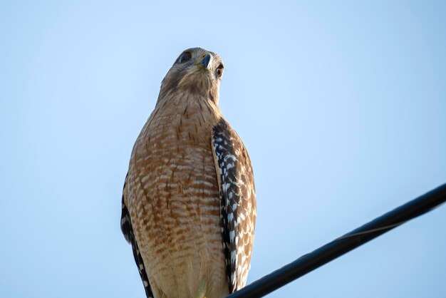 El pájaro halcón de hombros rojos posado en un cable eléctrico en busca de presas para cazar