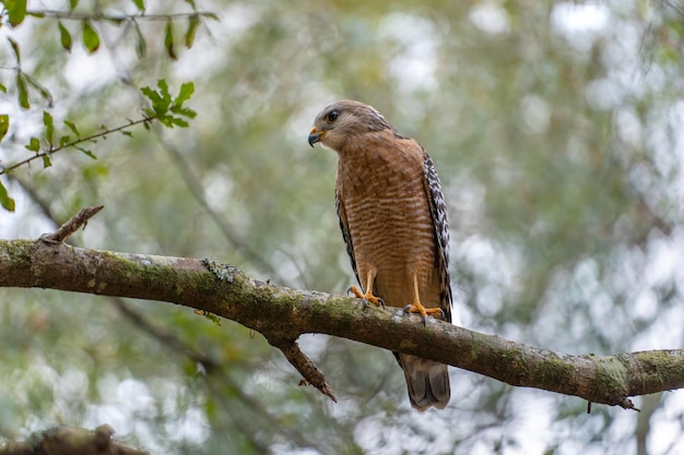 El pájaro halcón de hombros rojos posado en la rama de un árbol en busca de presas para cazar en el bosque de verano