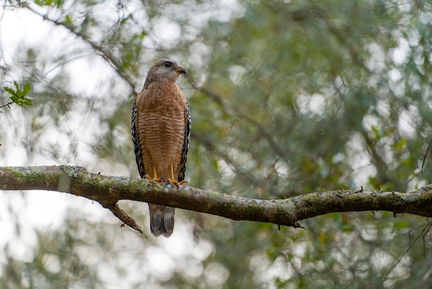 El pájaro halcón de hombros rojos posado en la rama de un árbol en busca de presas para cazar en el bosque de verano