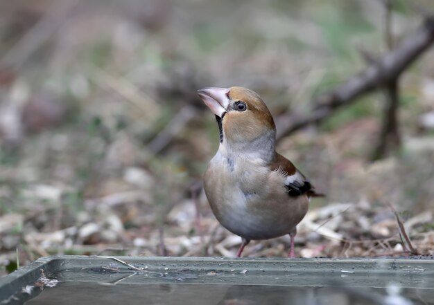 Pájaro Hawfinch en primer plano de la naturaleza