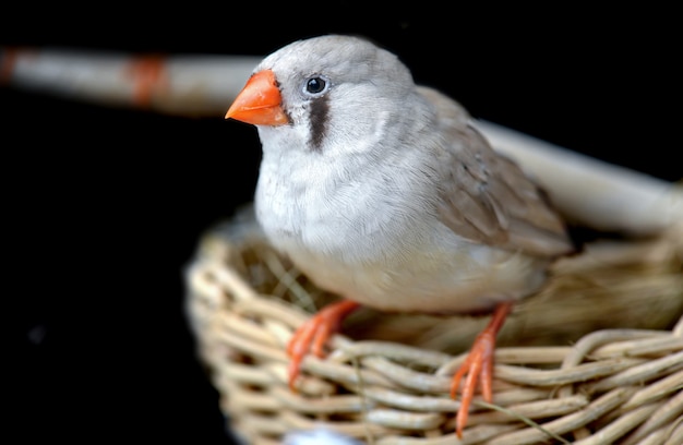 Foto pájaro hembra pinzón cebra