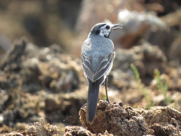 Pájaro y hermosa naturaleza