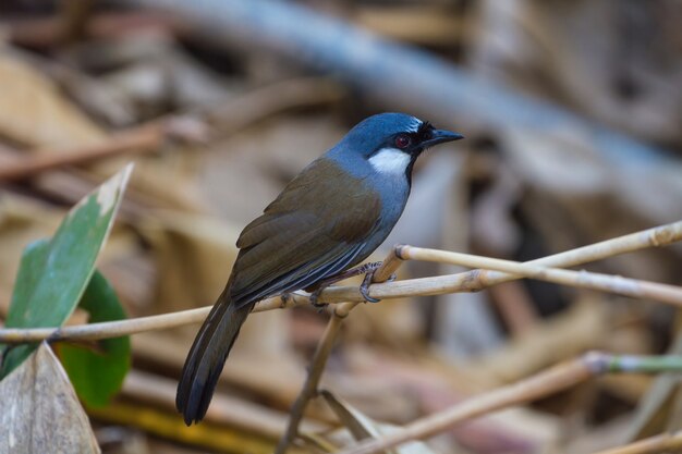 Pájaro Hermosa risa de garganta negra