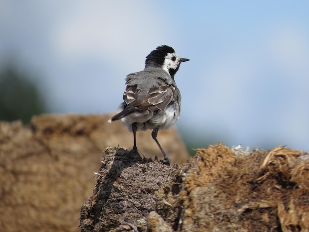 Pájaro hermoso