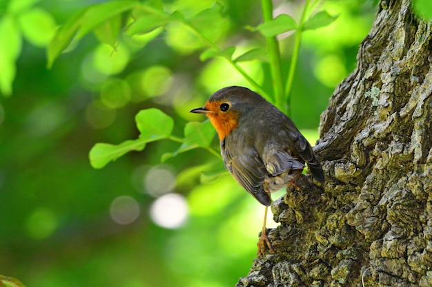 Pájaro hermoso