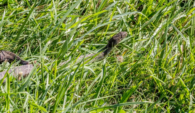 Foto pájaro en la hierba en el campo