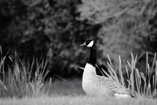 Pájaro en la hierba contra los árboles