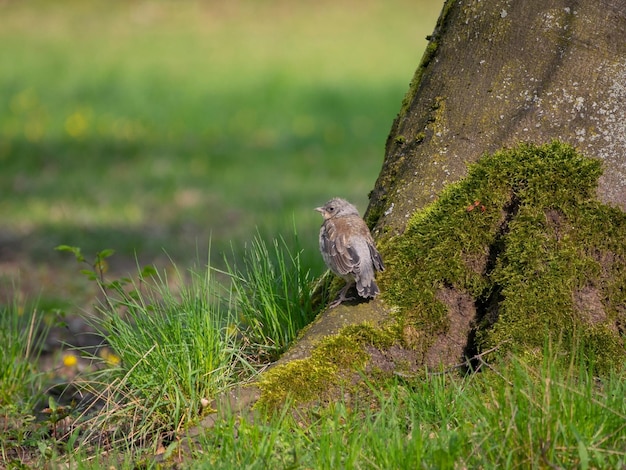 Un pájaro se para en la hierba junto a un árbol.