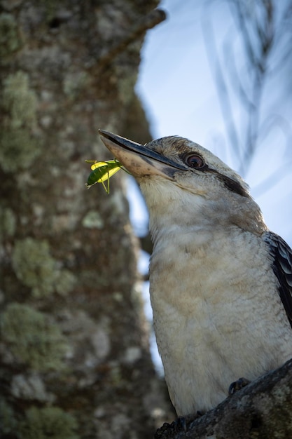 Un pájaro con una hoja en la boca.