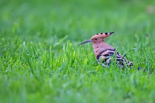 Foto el pájaro hoopoe en un claro