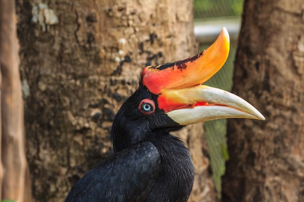 Foto pájaro de hornbill en la ramificación.