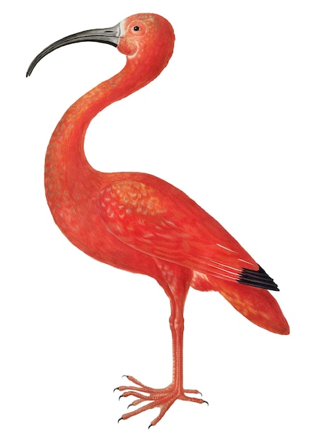 El pájaro ibis escarlata Ilustración vintage transparente en png