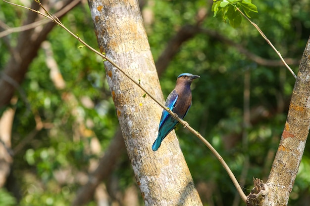 Pájaro indio del rodillo (Coracias benghalensis)