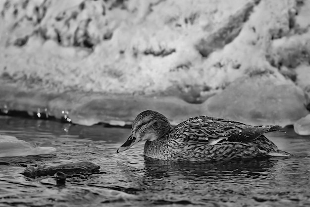 pájaro en invierno estanque patos pasar el invierno