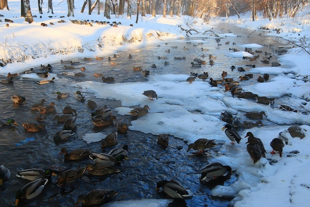 pájaro en invierno estanque patos pasar el invierno