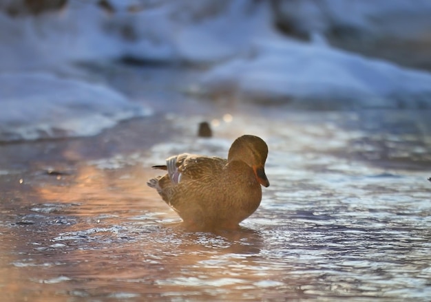 pájaro en invierno estanque patos pasar el invierno