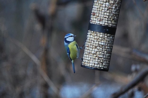 pájaro en el invierno