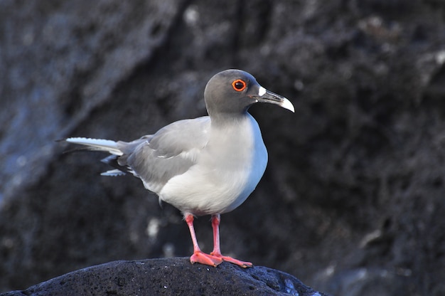 Pájaro en la isla galápagos de San Cristóbal